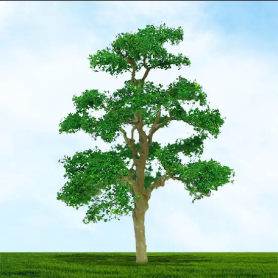 4023 Elm Tree - 75mm & 100mm - Pack of 2