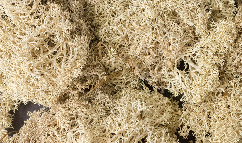 L166 Lichen - Natural